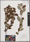 Foto von Salix caprea L.